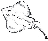 Rajella kukujevi_clasf.jpg